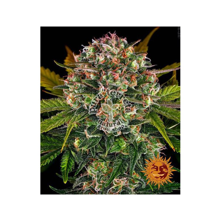 Strawberry Cheesecake Auto Barney´s