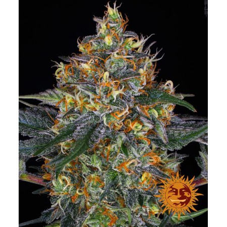 Moby dick Auto Barney´s