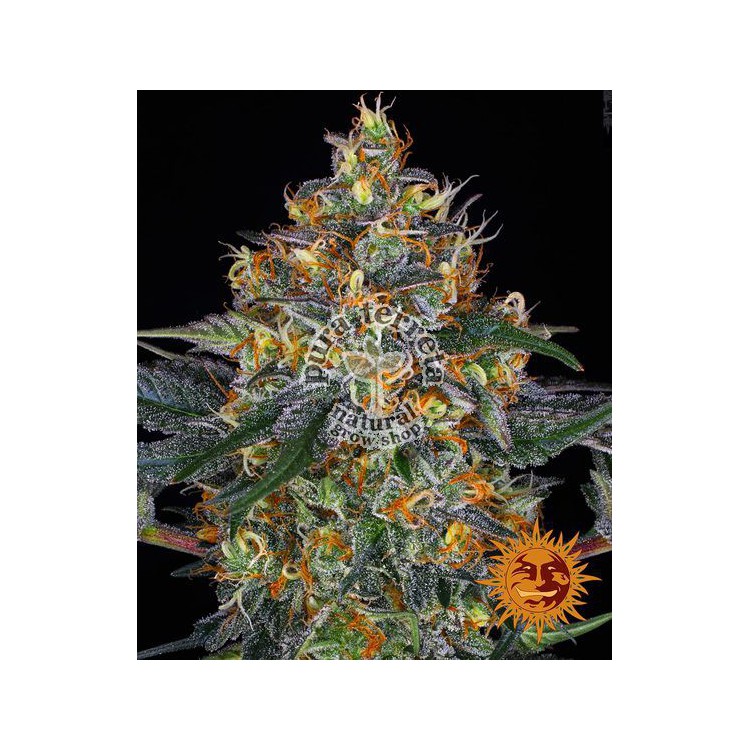 Moby dick Auto Barney´s