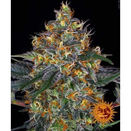 Moby dick Auto Barney´s