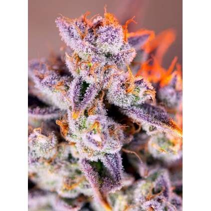 Tropicanna Poison Xl Auto Sweet Seeds