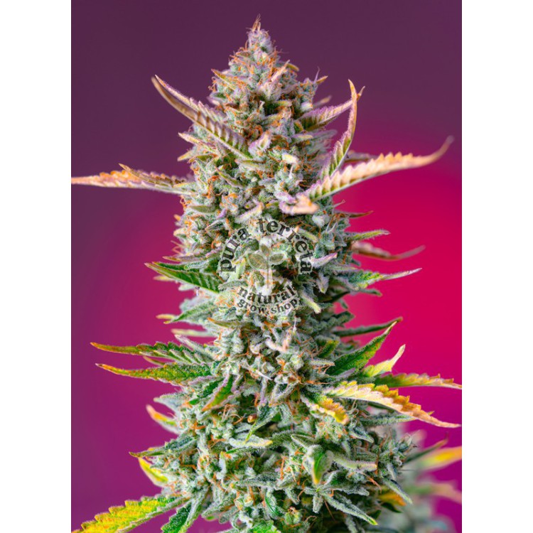 Gorilla Sherbert F1 Fast Version