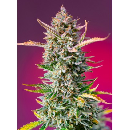 Gorilla Sherbert F1 Fast Version
