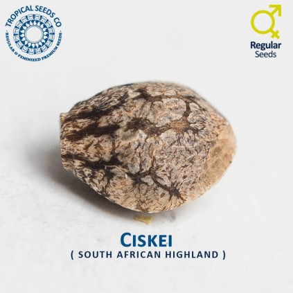 Ciskei The Tropical Seeds