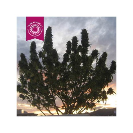 Ciskei The Tropical Seeds