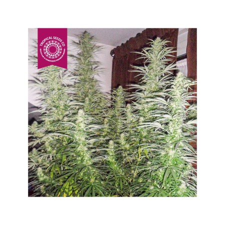 Ciskei The Tropical Seeds