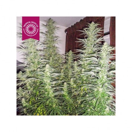 Ciskei The Tropical Seeds