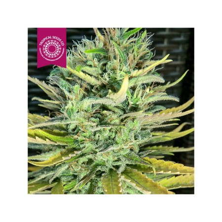 Ciskei The Tropical Seeds