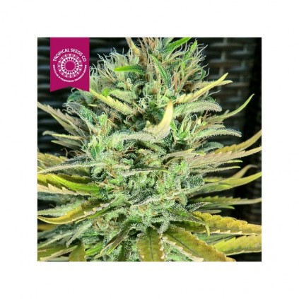 Ciskei The Tropical Seeds
