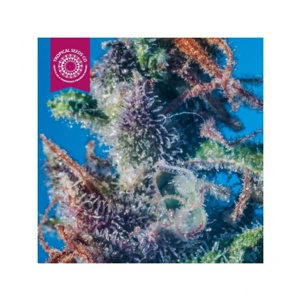 King Congo The Tropical Seeds Semillas