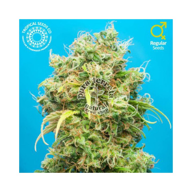 Ciskei The Tropical Seeds