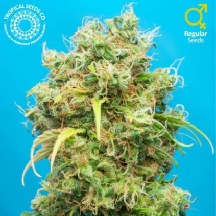Ciskei The Tropical Seeds