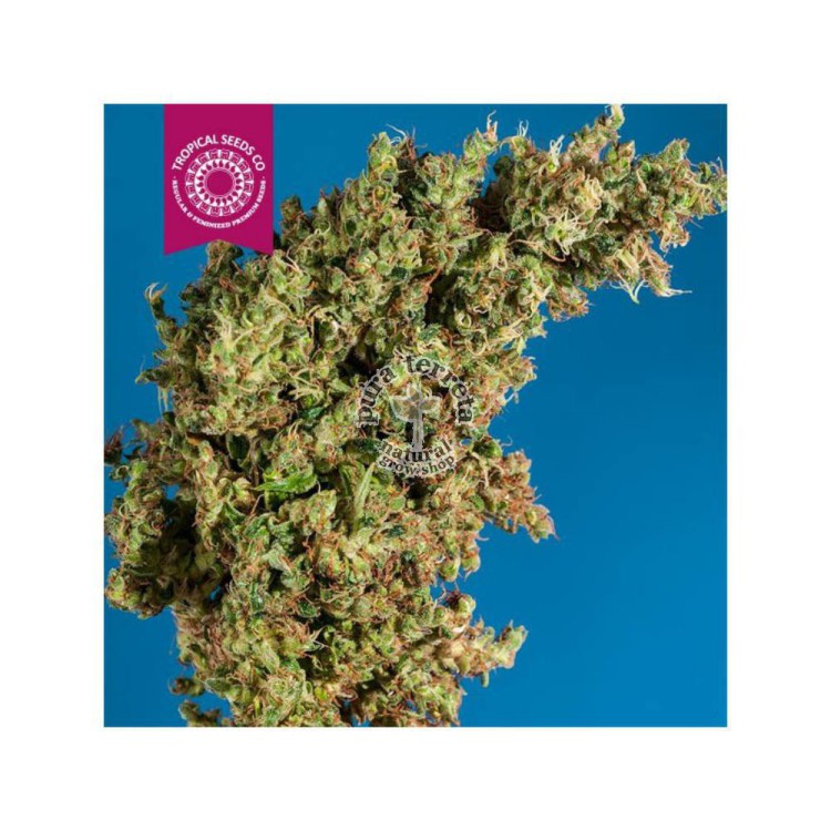 King Congo The Tropical Seeds Semillas