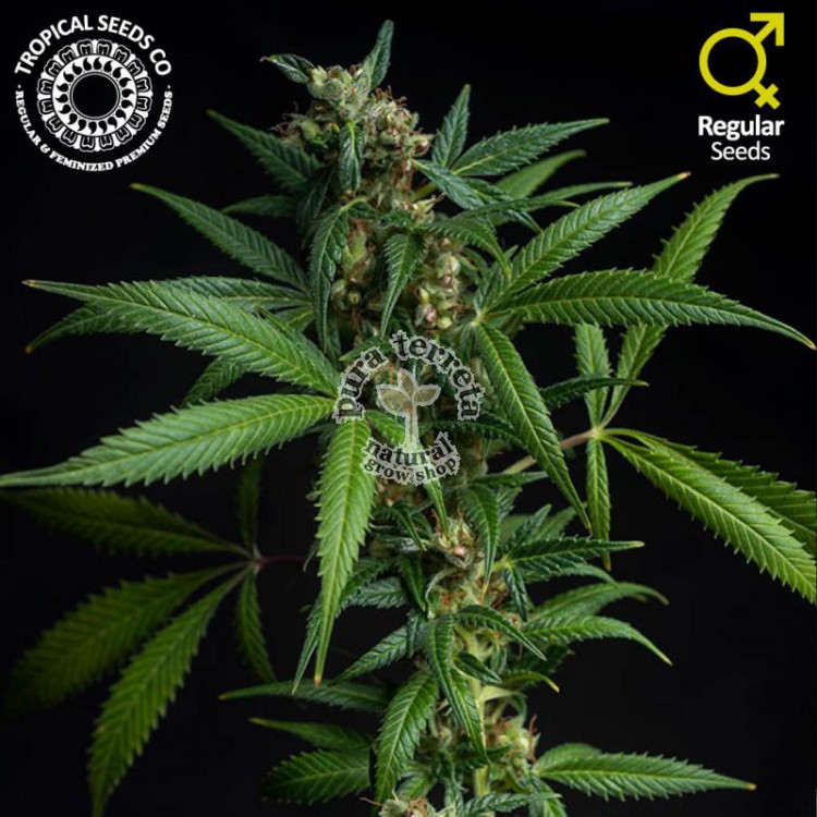 Athina N. Greek The Tropical Seeds