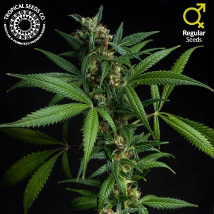 Athina N. Greek The Tropical Seeds