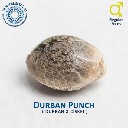 Durban Punch The Tropical Seeds