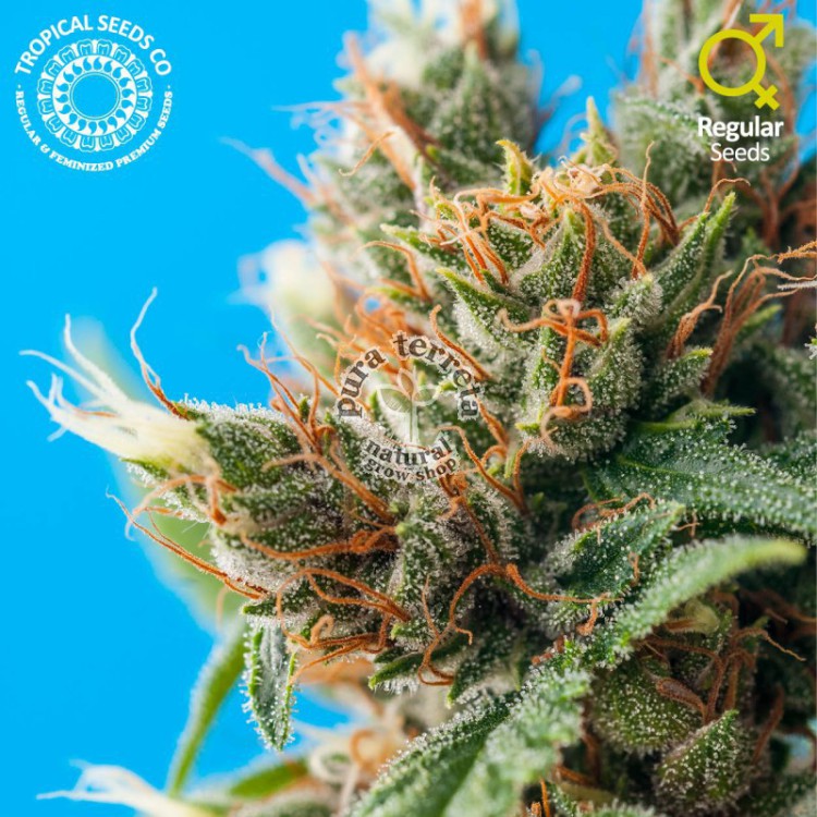 Durban Punch The Tropical Seeds
