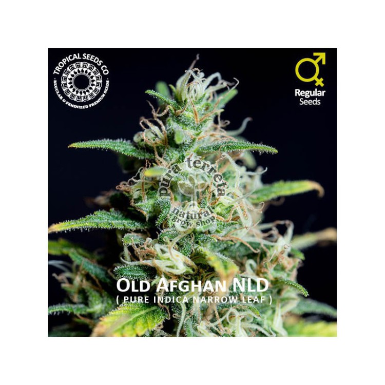 Old Afghan The Tropical Seeds