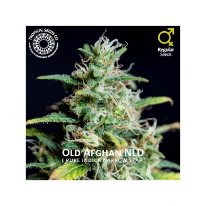 Old Afghan The Tropical Seeds