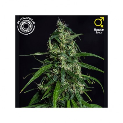 Old Afghan The Tropical Seeds