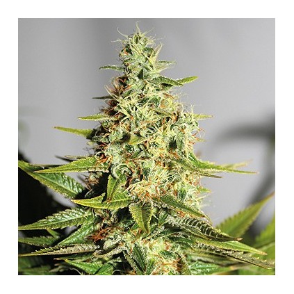 Acapulco Gold Barney´s Farm