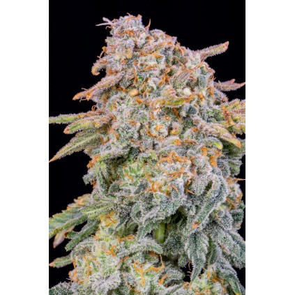 Cherry Cola Auto 420 FastBuds