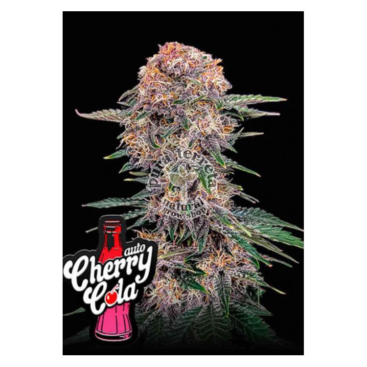 Cherry Cola Auto 420 FastBuds