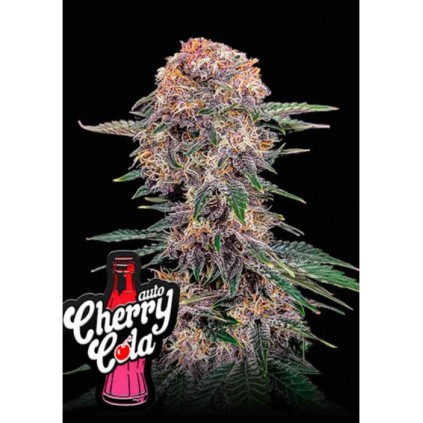 Cherry Cola Auto 420 FastBuds