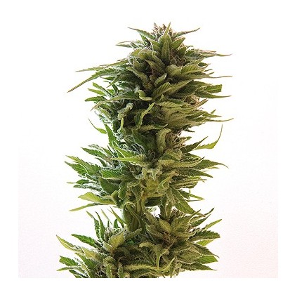 Amnesia Lemon Barney´s Farm