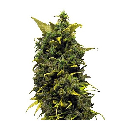 Blueberry Cheese Barney´s Farm