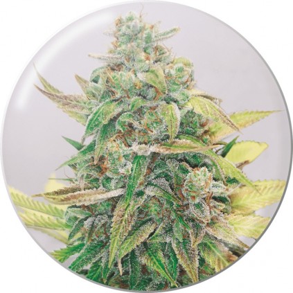 Strawberry Cake CBD Medical seeds