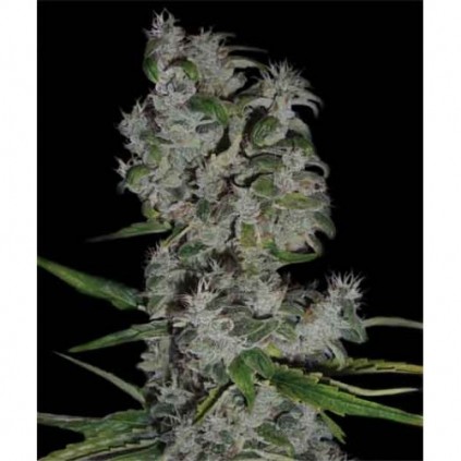 Nefertiti Pyramid Seeds