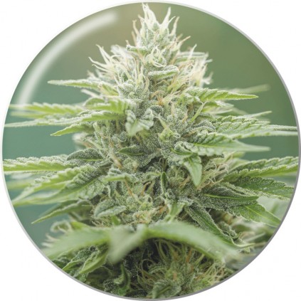 Eboshi CBG Medical seeds