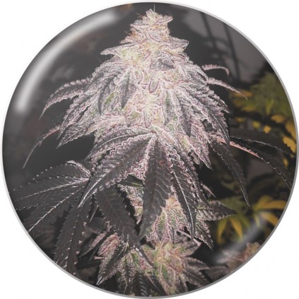Cookies Sherbert Auto Medical Seeds