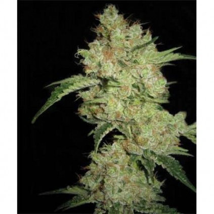Shark Pyramid Seeds