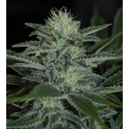 White Widow Pyramid Seeds