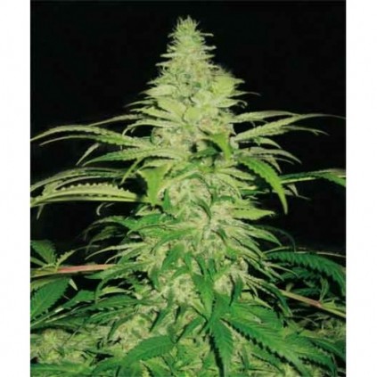 Northern Lights Pyramid Seeds