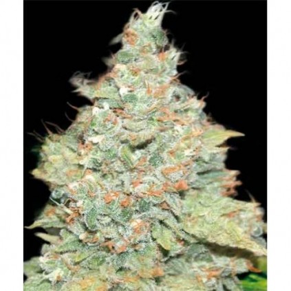 Wembley Pyramid Seeds