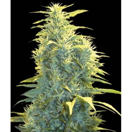 Lennon Pyramid Seeds