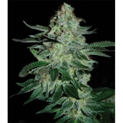 Tutankhamon Pyramid Seeds