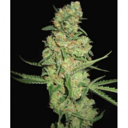 Galaxy Pyramid Seeds