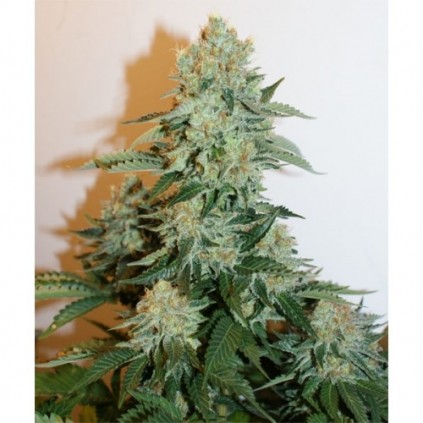 Anesthesia  Pyramid Seeds