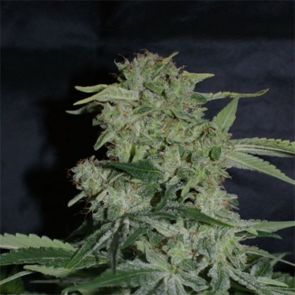 Super Hash Pyramid Seeds