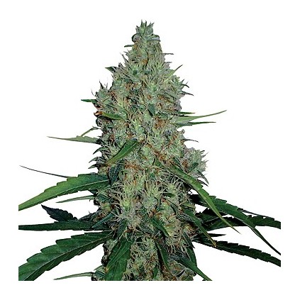 G13 Haze Barney´s Farm
