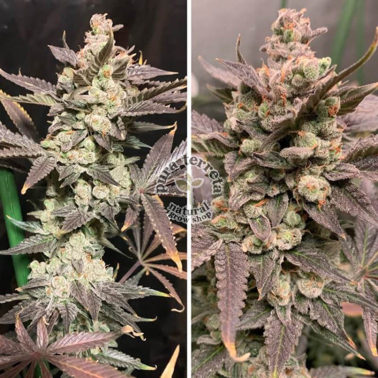 Skywalker Haze Dutch Passion