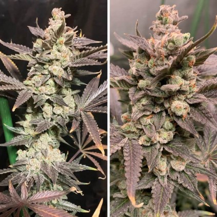 Skywalker Haze Dutch Passion