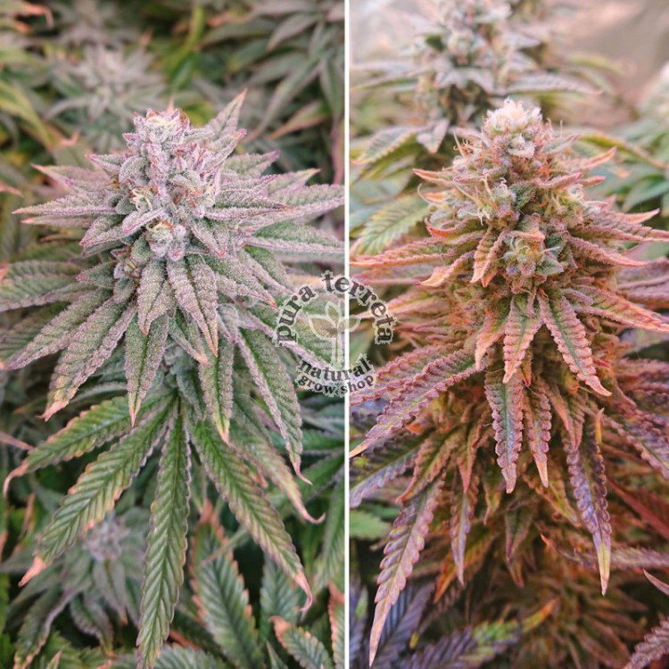Kerosene Krash Dutch Passion