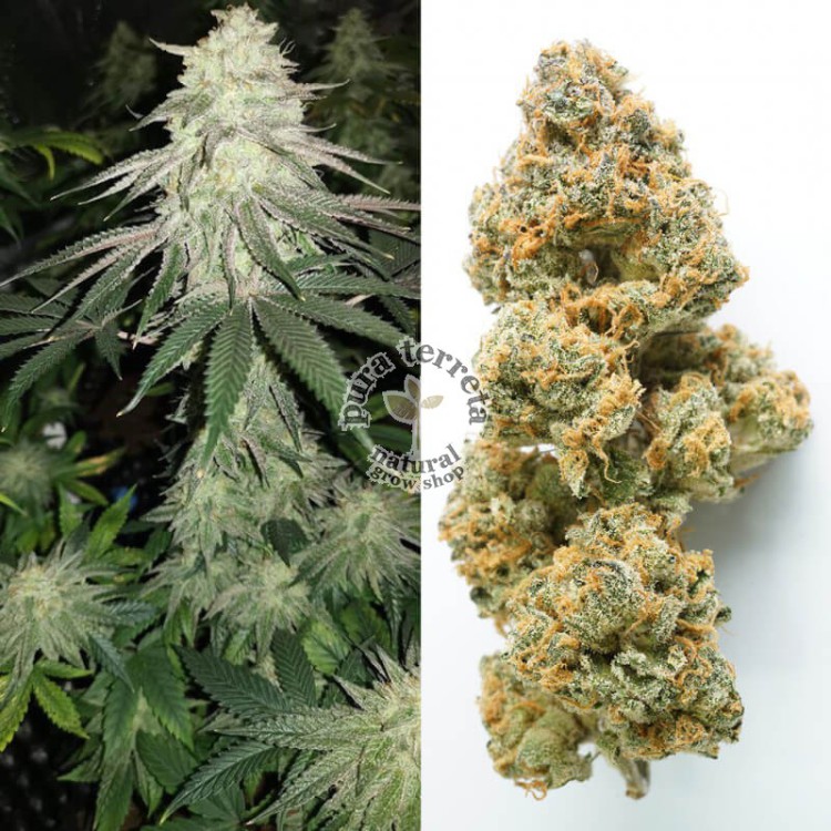 Mokum’s Tulip Dutch Passion
