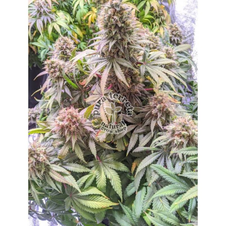 Passion Fruit Dutch Passion