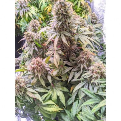 Passion Fruit Dutch Passion